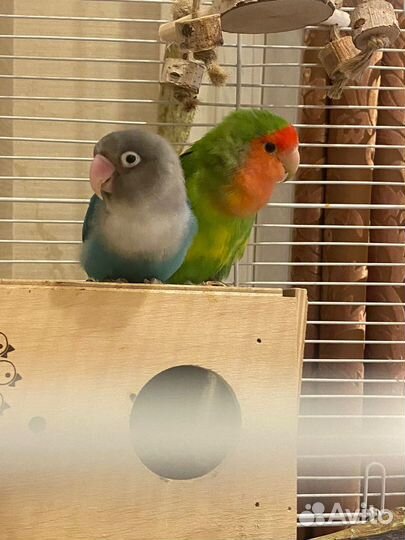 Попугай неразлучники с клеткой