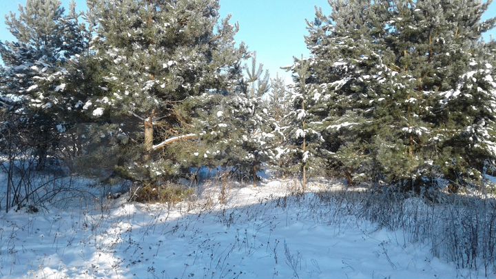 Участок 11 сот. (ИЖС)