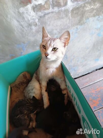 Кошка в дар