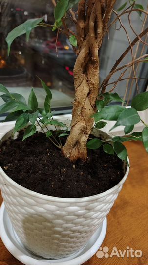 Фикус бенджамина