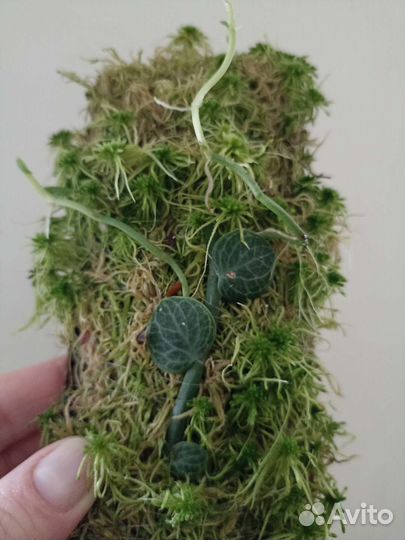 Rhaphidophora Cryptantha