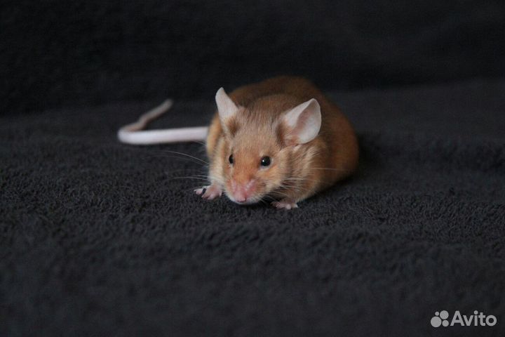 Мышь декоративная