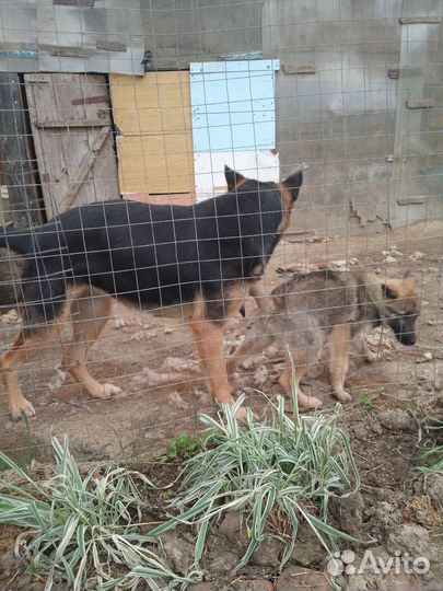 Бельгийская овчарка