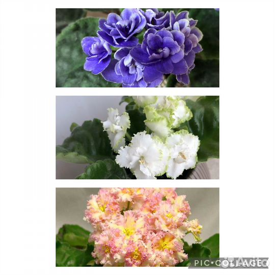 Фиалки сортовые (укоренённые)