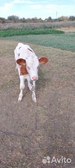 Сельхоз животные телята