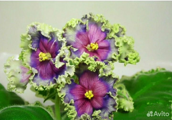 Взрослые сортовые цветущие фиалки и черенки