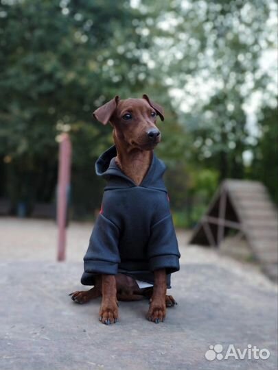 Цвергпинчер рыжий кобель