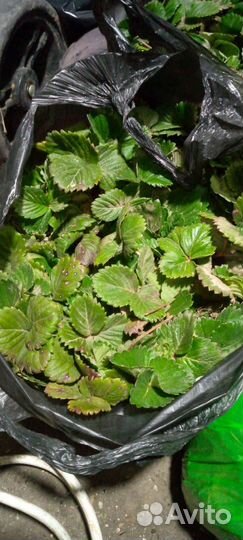 Рассада клубники