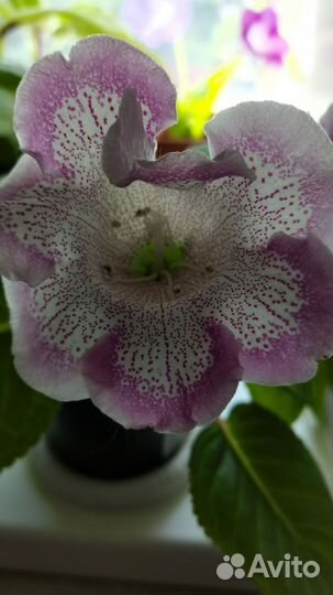 Глоксиния, стрептокарпусы