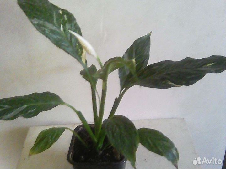 Спатифиллум