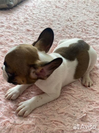 Щенки французкого бульдога