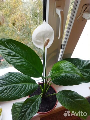 Спатифиллум королевский купить в Москве | Товары для дома и дачи | Авито