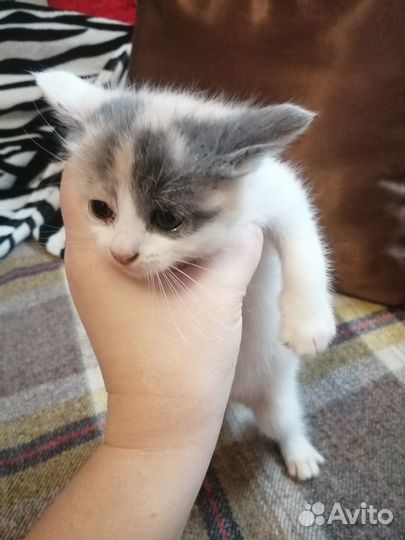 Котята митисы