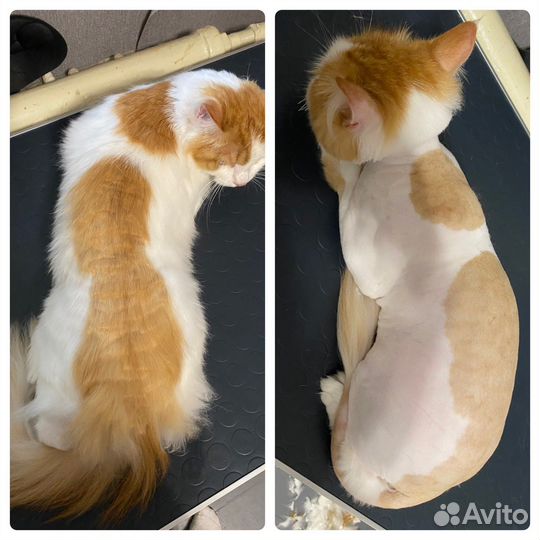 Груминг (стрижка собак и кошек)