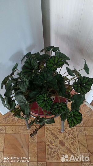 Бегония тигровая