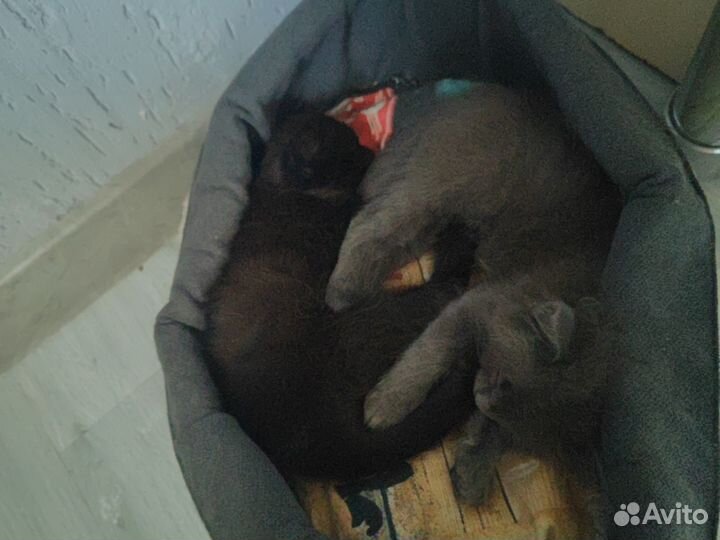 Шатланские котята бесплатно