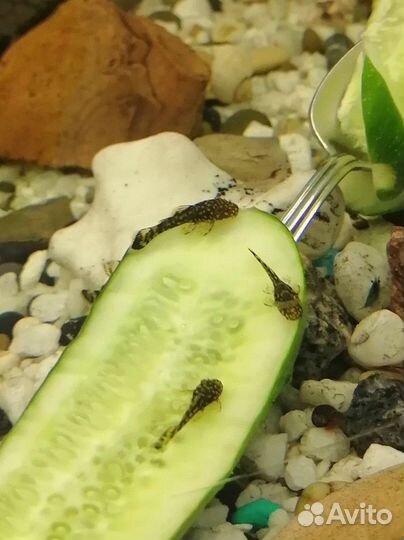 Сомики анциструсы