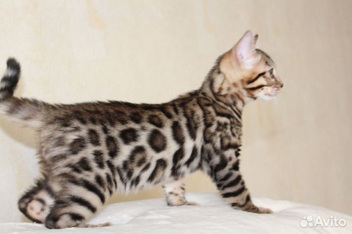 Котята бенгалы
