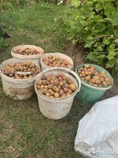 Продам картофель мелкий