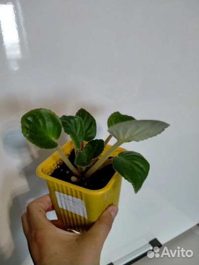 Фиалка в горшках