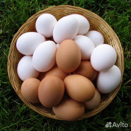Домашние куриные яйца