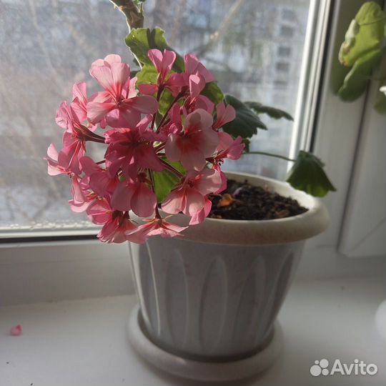 Пеларгония герань