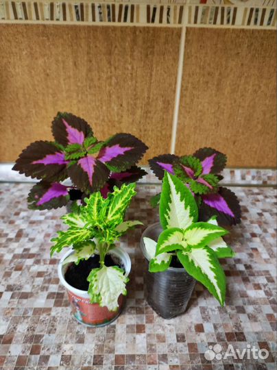 Колеусы вегетативные