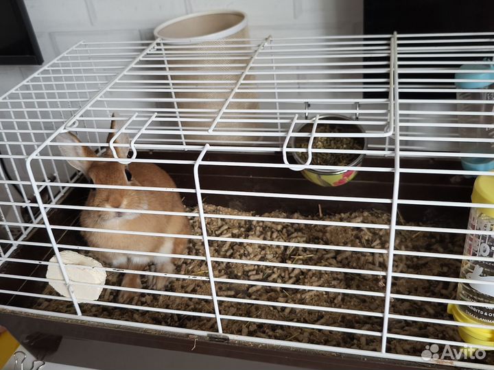 Декоративные кролики