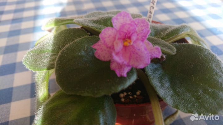 Сортовые фиалки