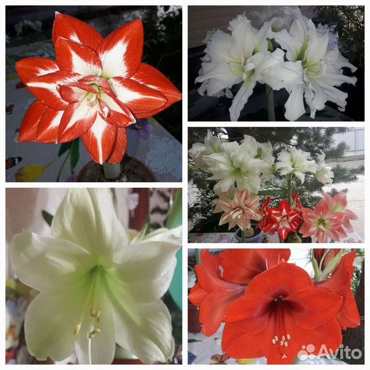 Гиппиаструм