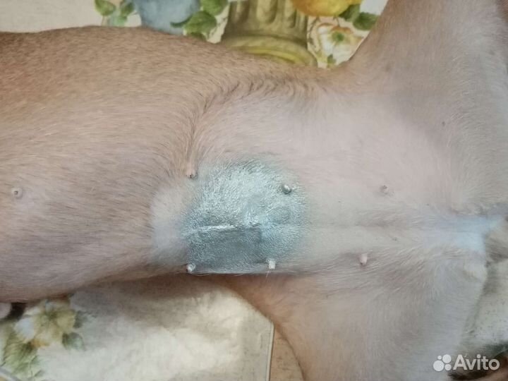 Стерилизация кошек, Кастрация котов, стрижка