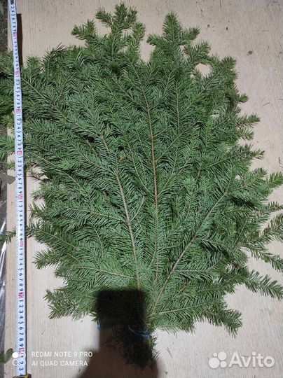 Пихтовые веники