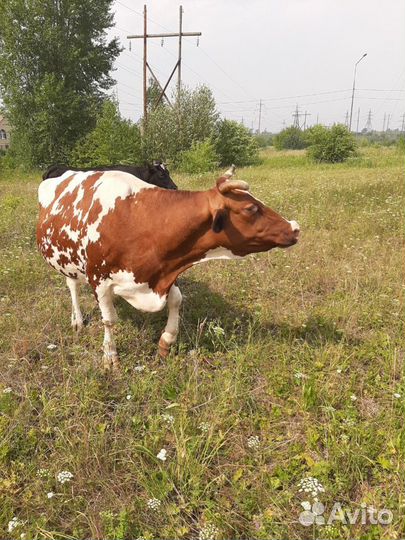 Корова стельная дойная