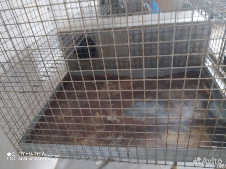 Клетки профессиональные для шиншилл
