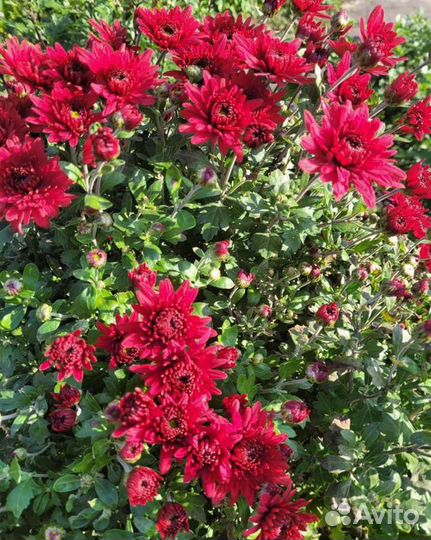 Хризантемы