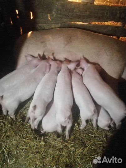 Поросята породы ландрас