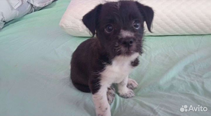 Той-терьер щенки