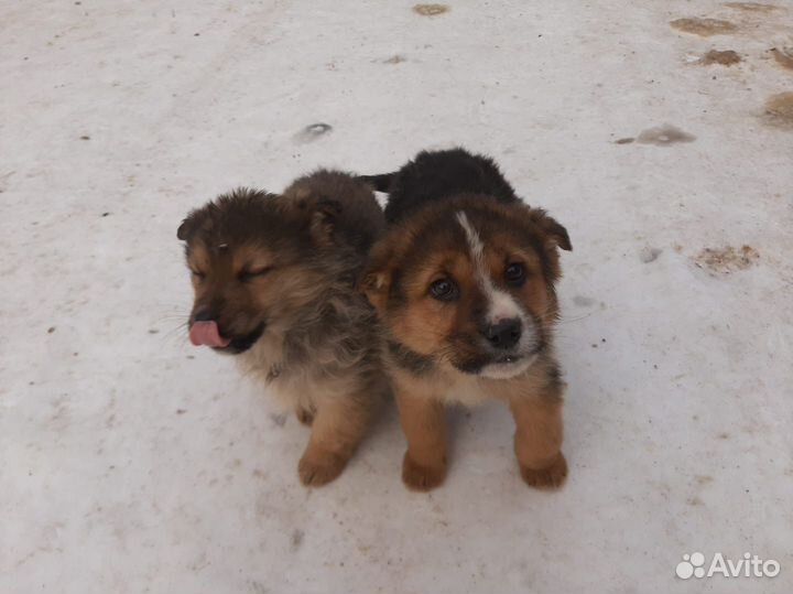 Отдам щенка в добрые руки