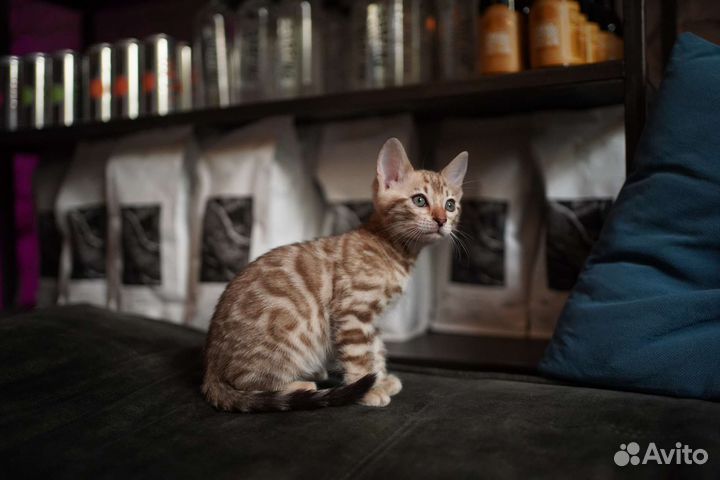 Бенгальские котята редкого окраса