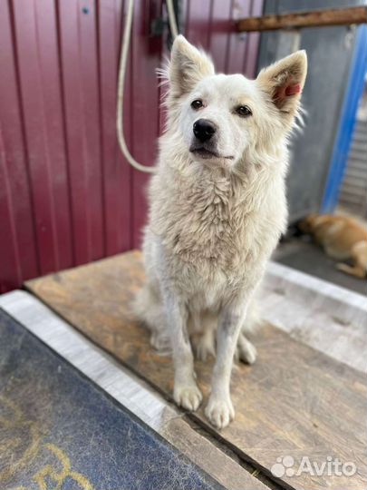 Собака в добрые руки из отлова