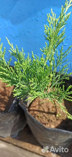 Можжевельник саженцы зкс