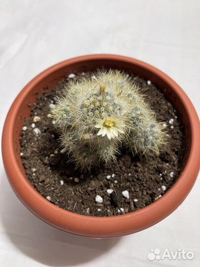 Кактус маммилярия пролифера