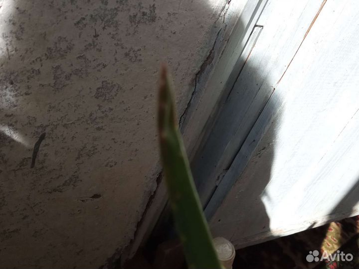 Агава, алоэ вера,каланхоэ, золотой ус