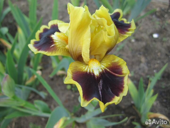 Карликовые ирисы