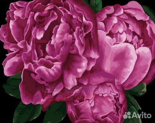 Картина по номерам 40x50 Ярко-розовые пионы