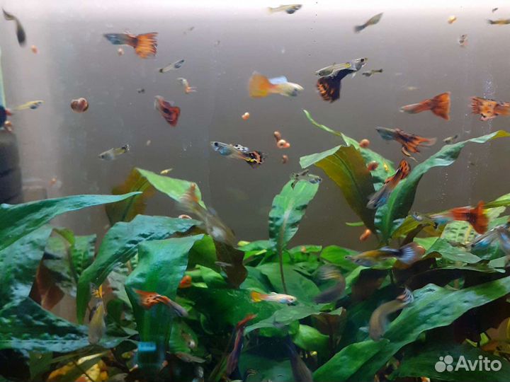 Рыбки аквариумные