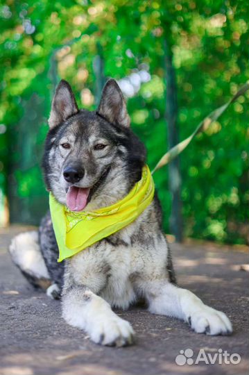 Брутальный Гром ждет в приюте