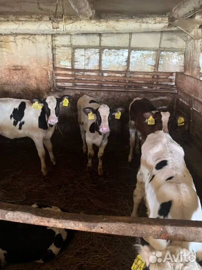 Телята бычки доставка