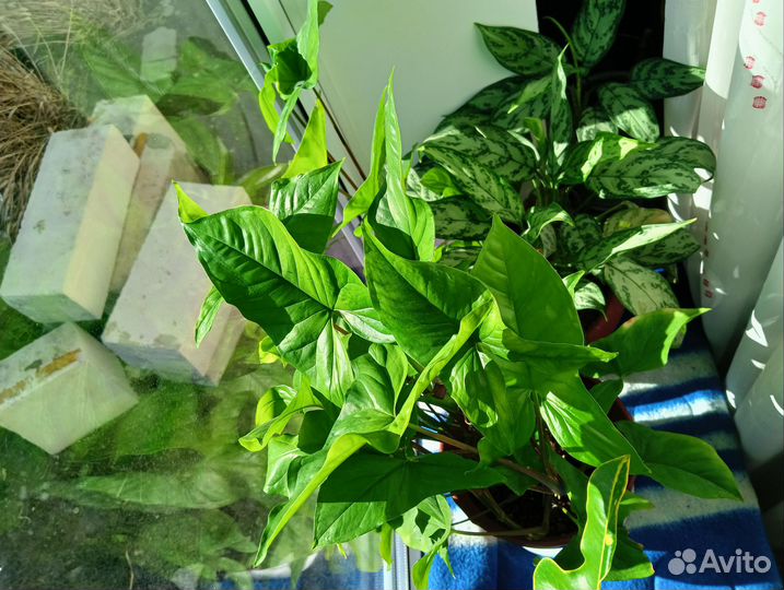 Комнатные цветы