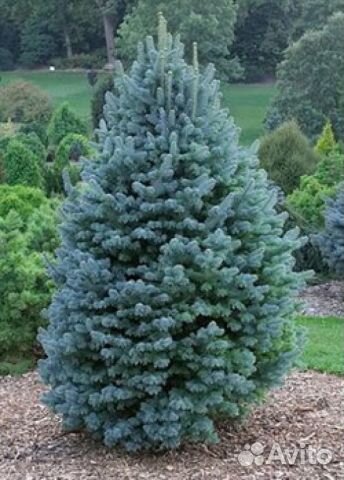 Пихты различных и редких сортов, саженцы зкс